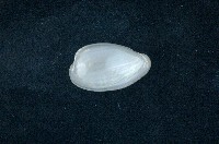 藏品(臺灣穀米螺)的圖片